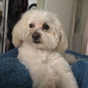 Not for sale my best friend